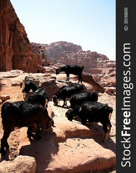 Goats in ancient Petra, Jordan