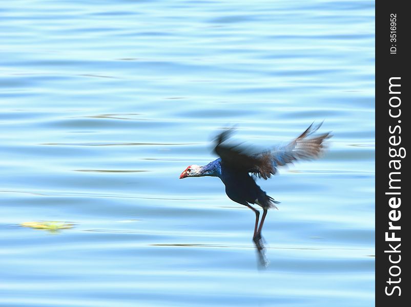 A Jungle foul in flight wings spread. A Jungle foul in flight wings spread