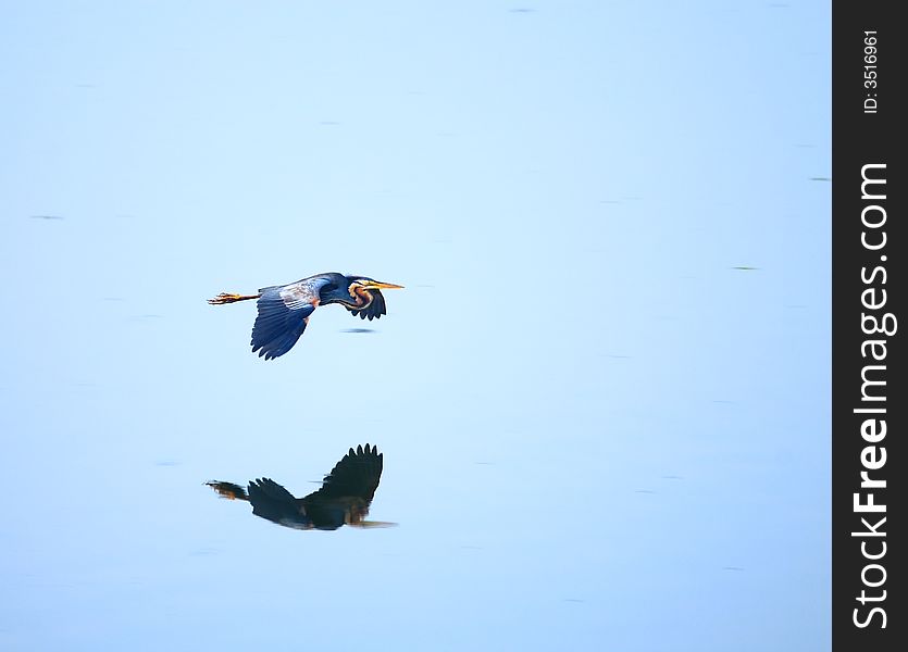 Blue Heron flying on the river and the mirror reflection is also visible.