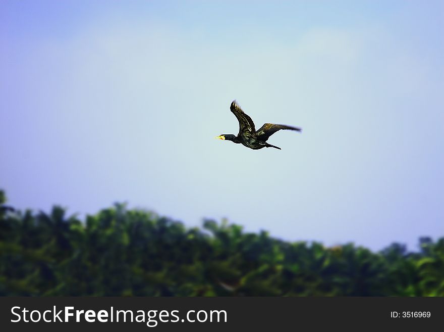 A Black Duck in flight wings spread. A Black Duck in flight wings spread