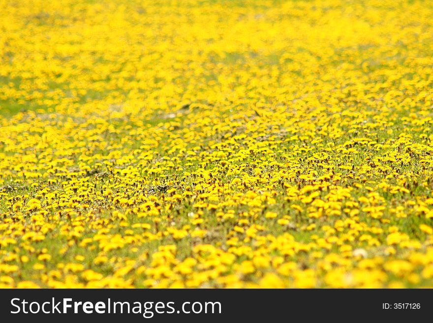 The yellow flowers background. colorful scenery.