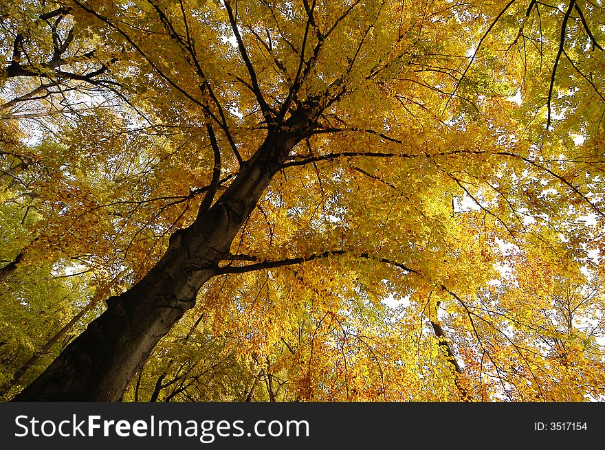 Artistic autumn colorful fall garden golden green lawn leaf light shadow sky sunlight tree trunk yard yellow. Artistic autumn colorful fall garden golden green lawn leaf light shadow sky sunlight tree trunk yard yellow