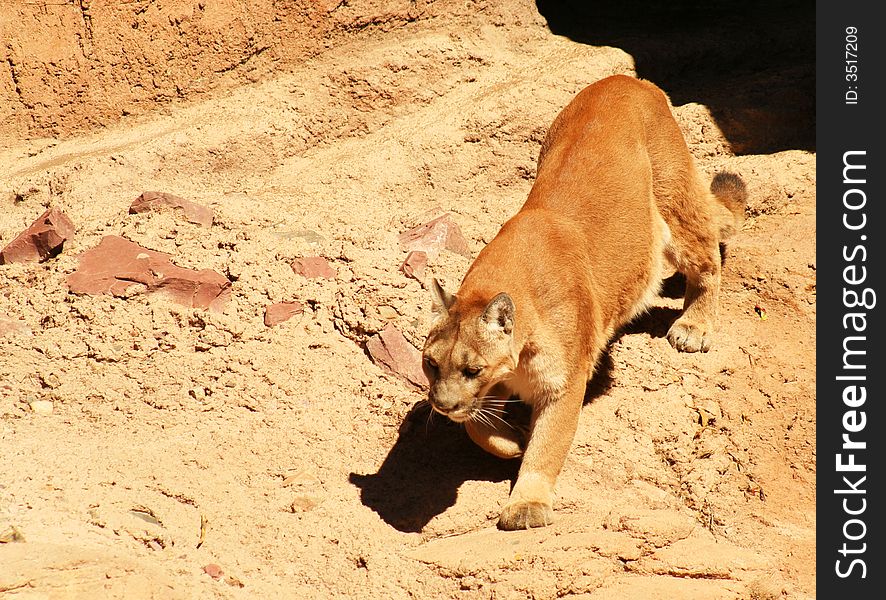 Mountain Lion, Felis concolor, is the largest cat to inhabit the rugged mountains and wilderness areas of Western North America. Mountain Lion, Felis concolor, is the largest cat to inhabit the rugged mountains and wilderness areas of Western North America.