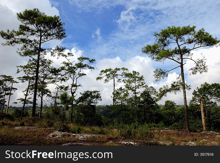 Pine tree in northwest in thailand .