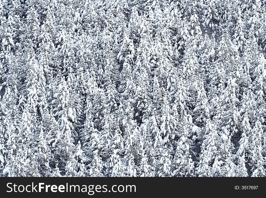 Snow covered pine trees