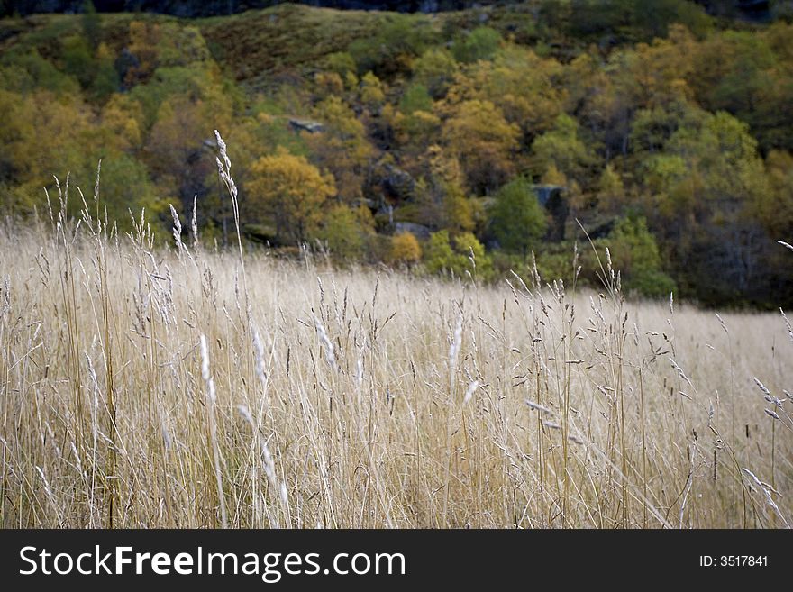 Crop Field In The Moutains