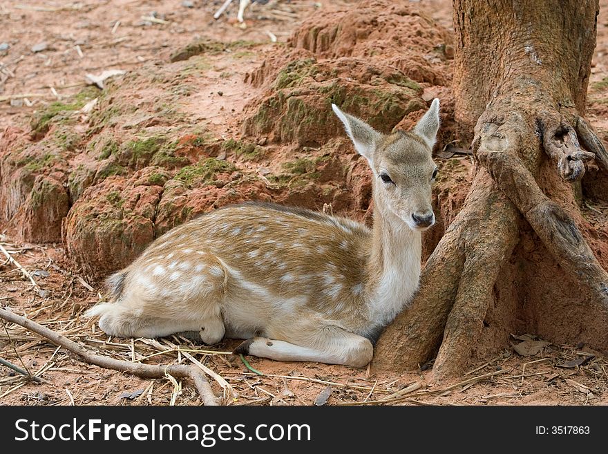 A image of young deer at a zoo.