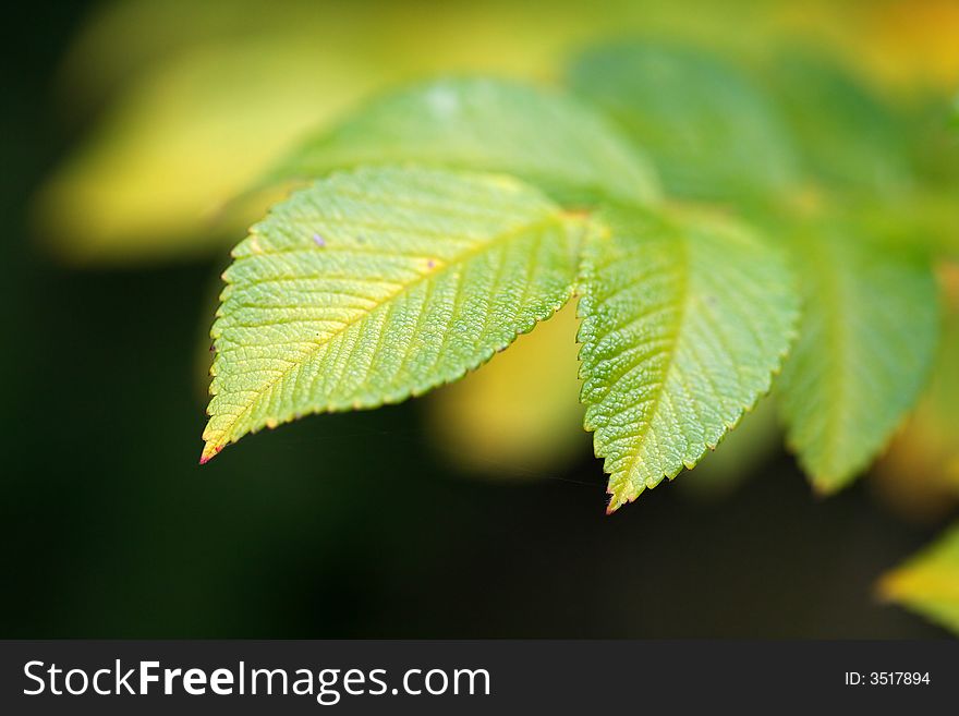 Green vivid leaf with copyspace