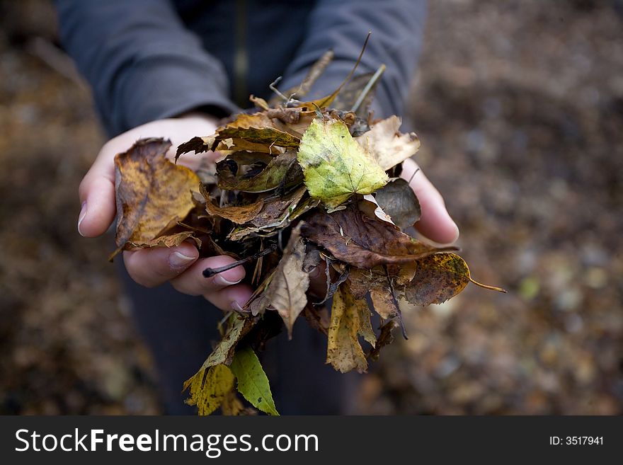 Woman holding wet maple leafs - autumn concept
