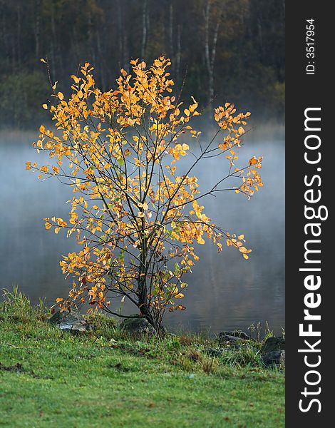 Lonely tree with autumn colors