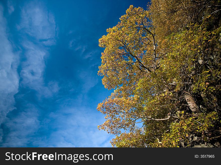 Colorful tree and blue sky