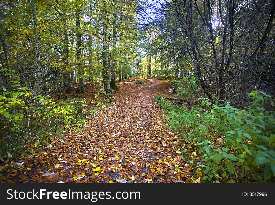 Forest Path With Typical Autumn Colors