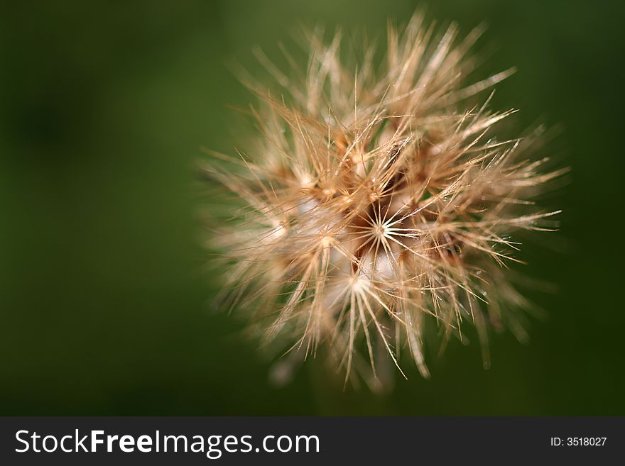 Small dandelion flower in green background - macro photo
