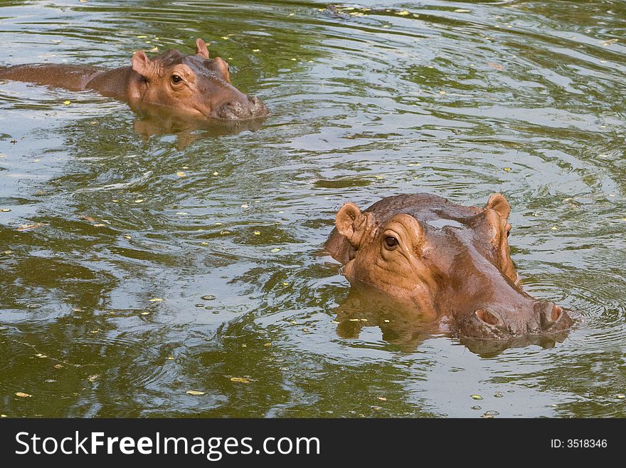 Image of hippopotamus in zoo