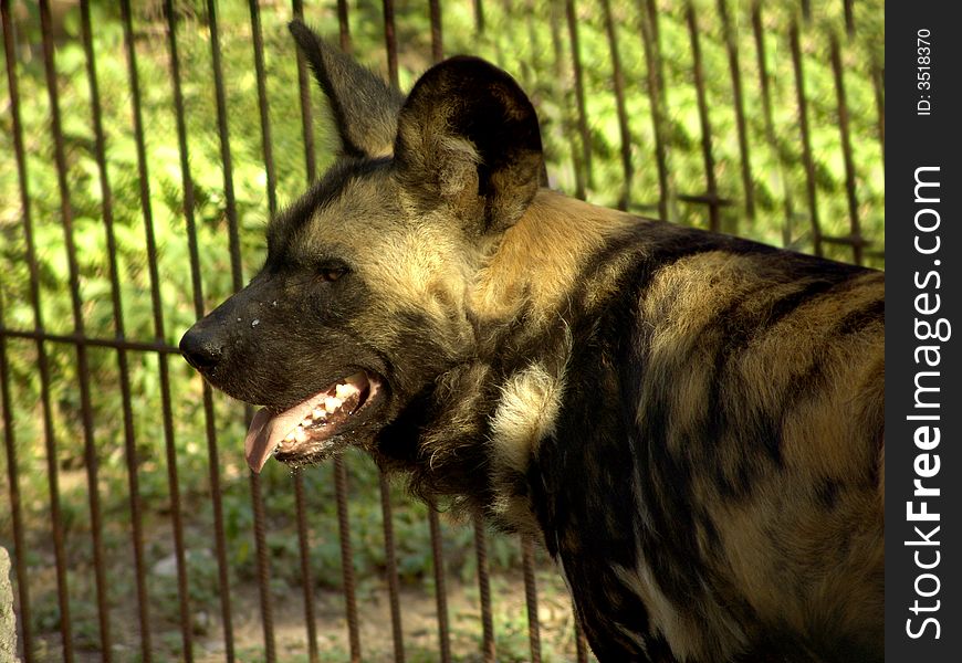 Wilddog from africa called Lycaon Pictus. Wilddog from africa called Lycaon Pictus