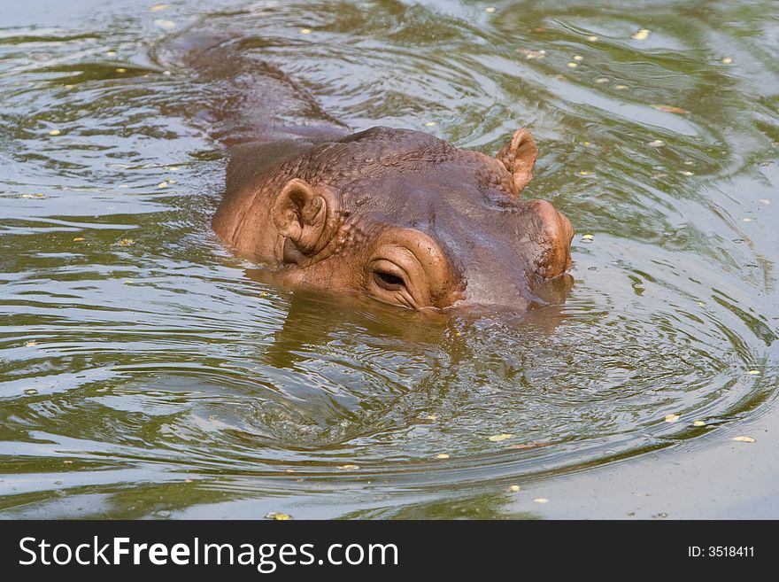 Image of hippopotamus in zoo