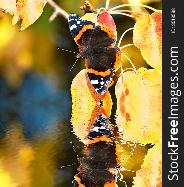 An image of butterfly sitting on a pear-tree leaves. An image of butterfly sitting on a pear-tree leaves