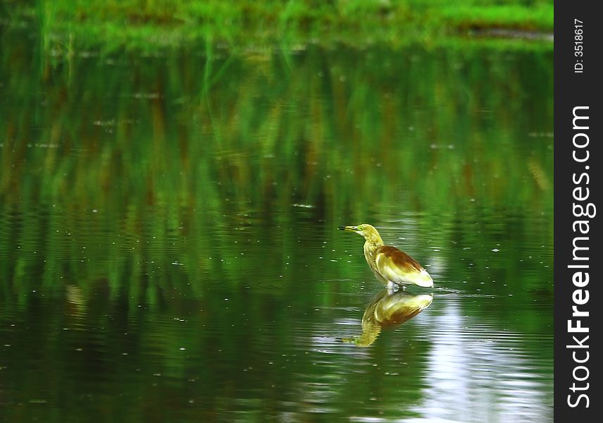 Heron standing on the river and the mirror reflection is also visible. Heron standing on the river and the mirror reflection is also visible.