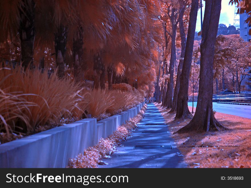 Infrared photo – tree, walk path, flower in the parks. Infrared photo – tree, walk path, flower in the parks
