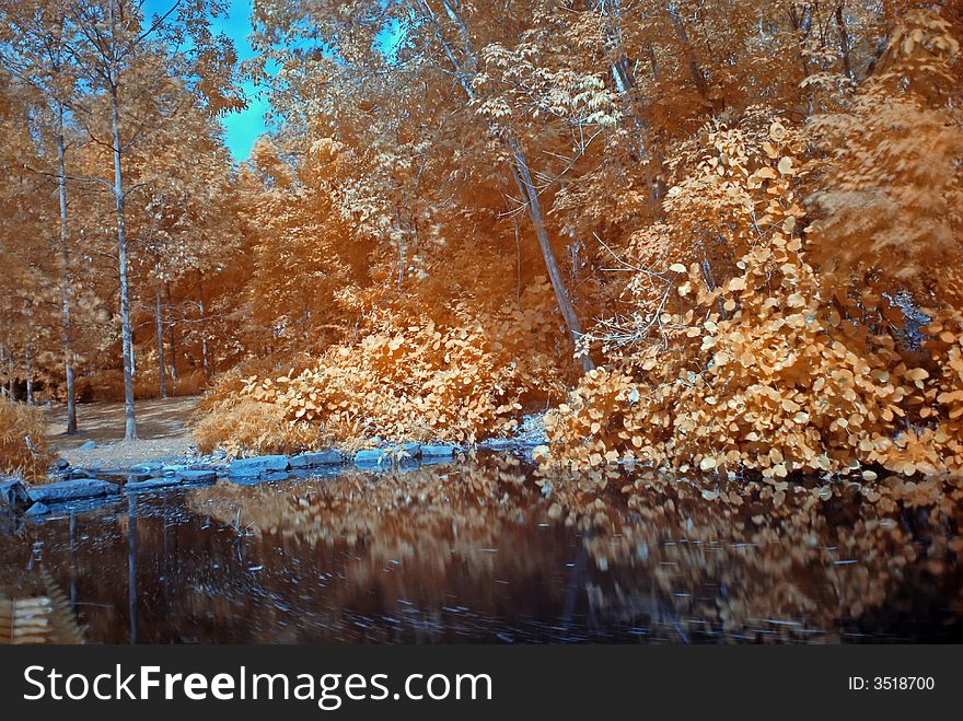 Infrared photo – tree and lake