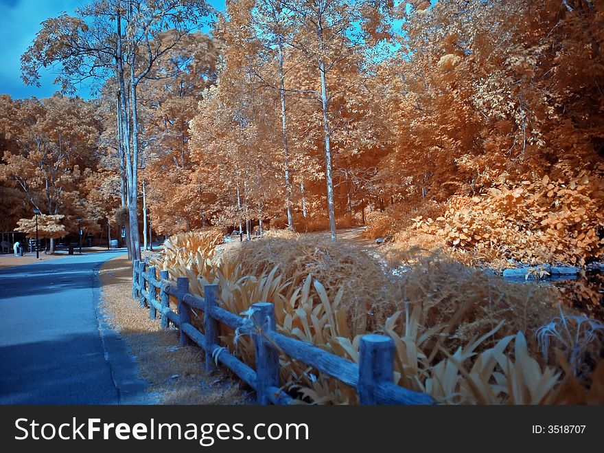 Infrared photo – tree and path