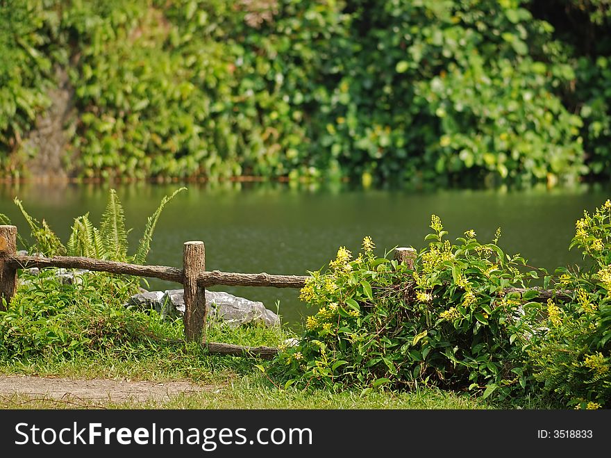 Pond, water and wild flower in the parks