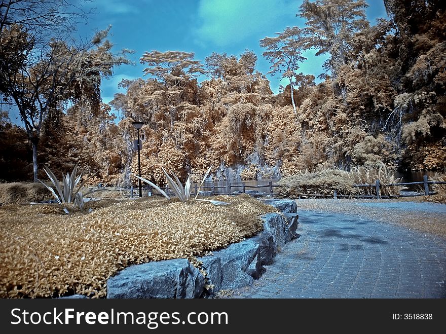 Infrared photo â€“ tree and path in the parks