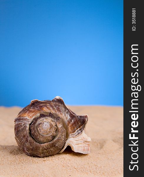 Sea shell in the white sand and blue background. Sea shell in the white sand and blue background.