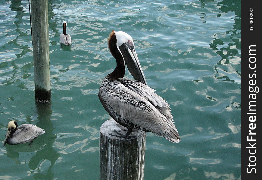 Pelican perched on a pole at St. John's pass near Madeira Beach Florida. Pelican perched on a pole at St. John's pass near Madeira Beach Florida.