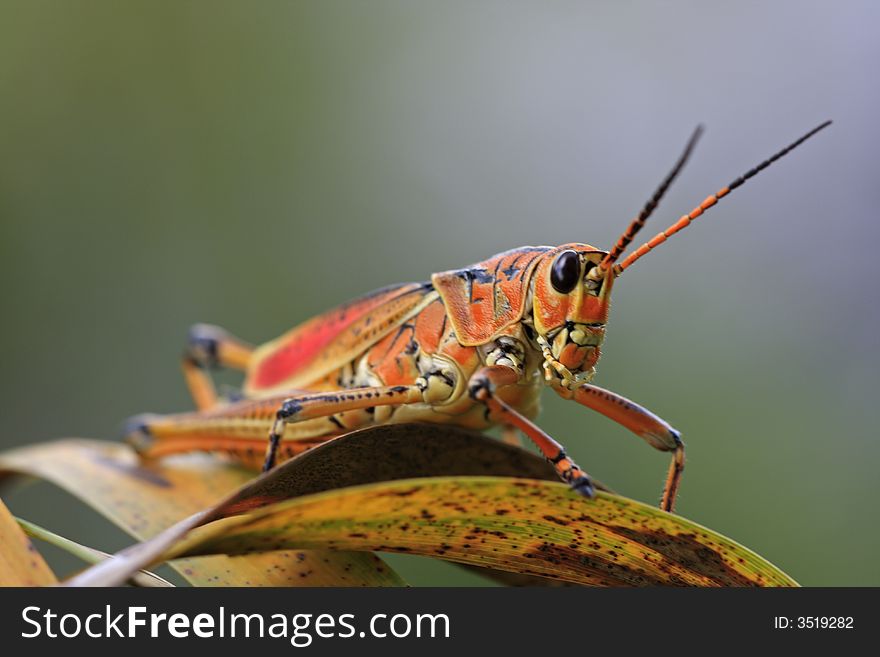 Large Grasshopper resting on palm leaf in Everglades