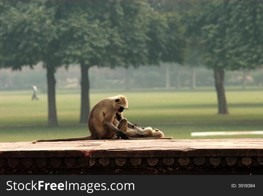 Nursing monkey