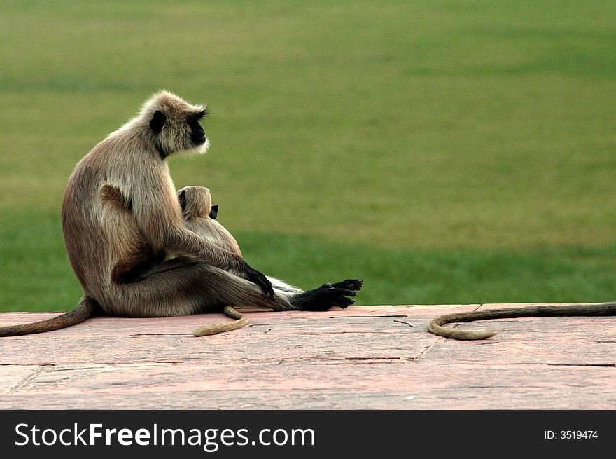 Nice scene of a mother monkey holding her baby near a palace in Agra area in India. Nice scene of a mother monkey holding her baby near a palace in Agra area in India