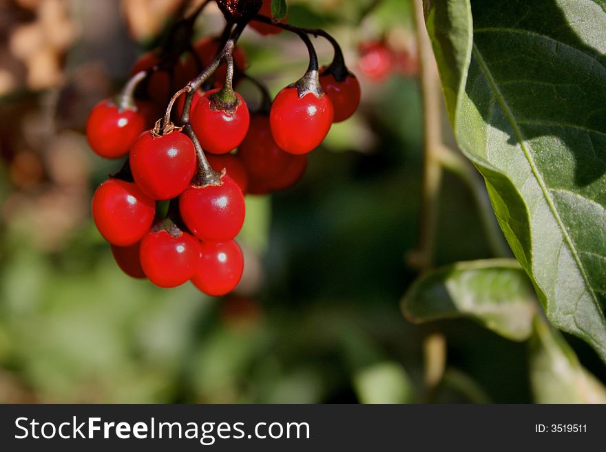 Red berries hang next to a broad green leaf