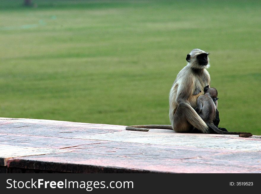 Nice scene of monkey feeding her baby near palace in Agra area in India