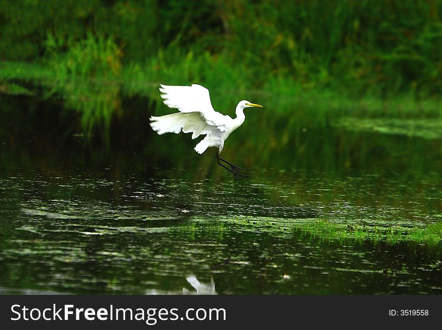 A Egret landing wings spread in green meadow
