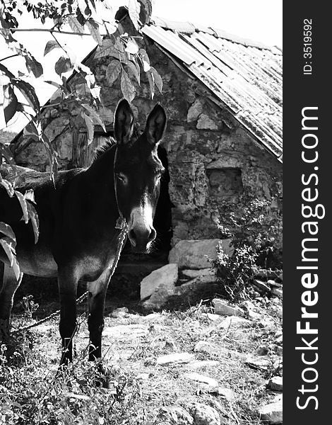 Donkey, under the tree in front of an old stone house.