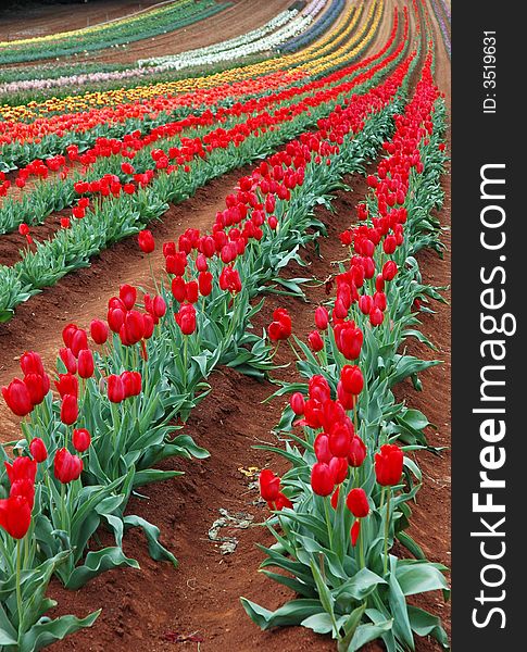 Rows of Colorful Tulips Blooming in Spring. Rows of Colorful Tulips Blooming in Spring