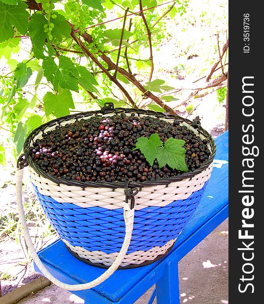 Black-currant on a background of grapes