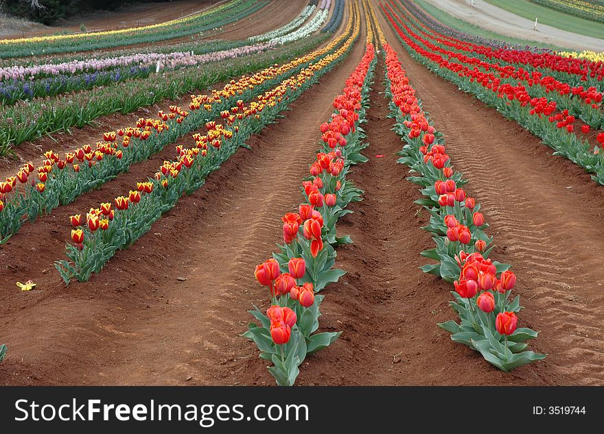 Tulips In Spring