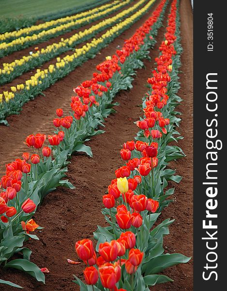 Rows of Colorful Tulips Blooming in Spring. Rows of Colorful Tulips Blooming in Spring