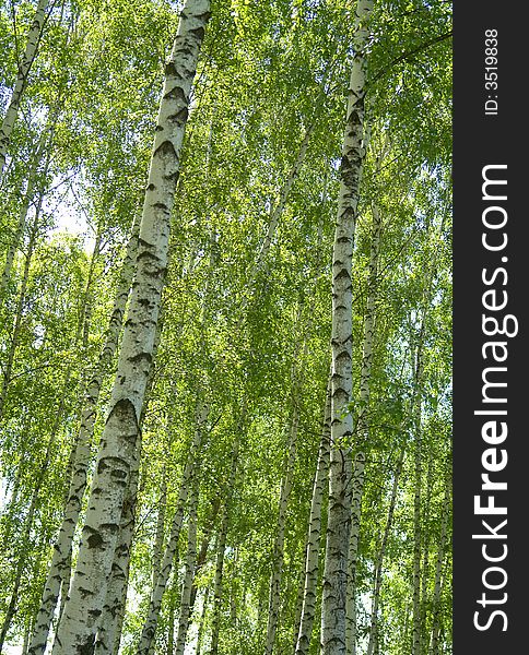 Birches  on a background of a wood