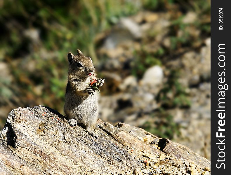 Chipmunk eating fruit