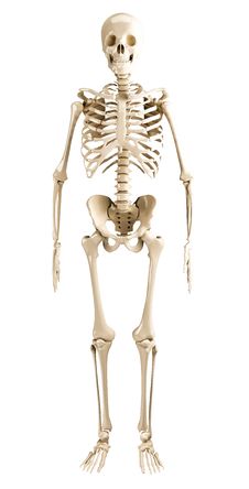 Human Skeleton Royalty Free Stock Photography Human Skeleton Royalty Free Stock Photography