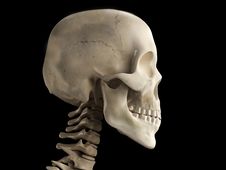Human Skull Royalty Free Stock Photos Human Skull Royalty Free Stock Photos