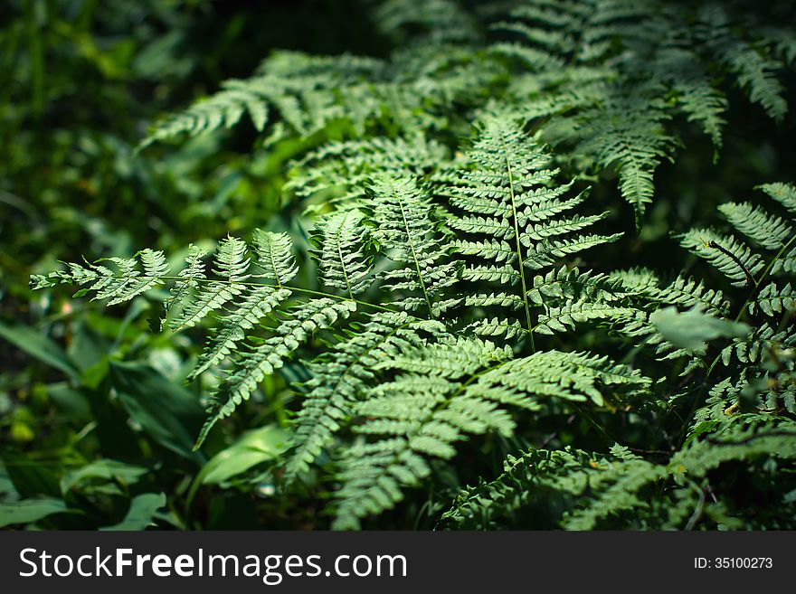 Green Leaf Fern in the dark Rainforest. Green Leaf Fern in the dark Rainforest