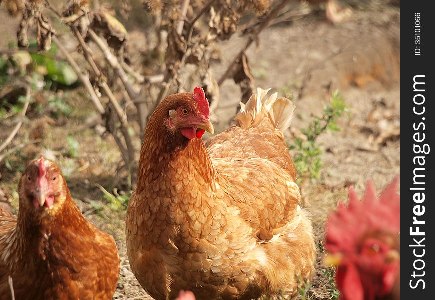 Brown hens in free range