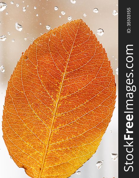 Close up of colorful, autumn leaf on the window