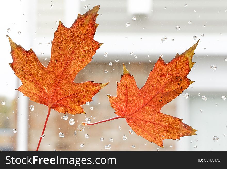 Close up of colorful, autumn leaf on the window