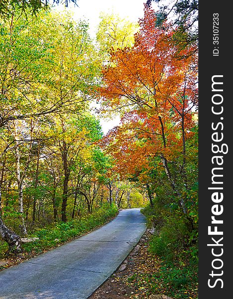 The Path And Autumn Forest Of Zu Mountain