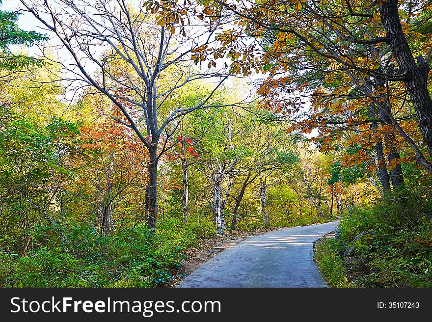 Multicoloured Autumn Forest Of Zu Mountain